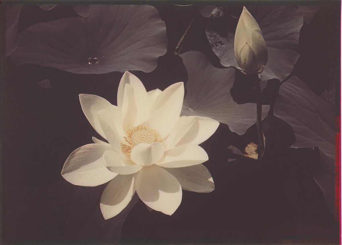 EDWARD STEICHEN (1879-1973) White Lotus.